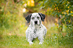 liegender Border-Collie-Labrador-Retriever