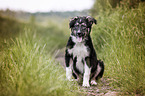 Berner-Sennenhund-Schferhund Welpe