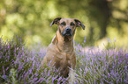 Rhodesian-Ridgeback-Mischling