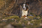 Australian-Shepherd-Berner-Sennenhund-Mischling