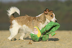 rennender Jack-Russell-Terrier-Mischling