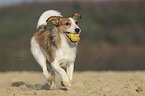 rennender Jack-Russell-Terrier-Mischling