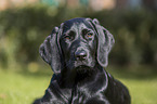 Labrador-Retriever-Setter-Mischling Portrait