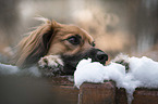 Nova-Scotia-Duck-Tolling-Retriever-Mischling