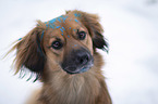 Nova-Scotia-Duck-Tolling-Retriever-Mischling Portrait