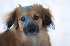 Nova-Scotia-Duck-Tolling-Retriever-Mischling Portrait
