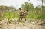 stehender Beagle-Mischling