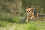 rennender Beagle-Mischling