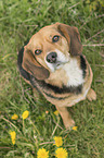 sitzender Beagle-Mischling