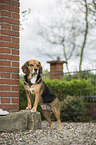 stehender Beagle-Mischling