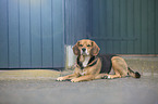 liegender Beagle-Mischling