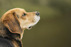 Beagle-Mischling Portrait
