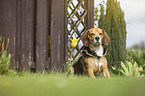 sitzender Beagle-Mischling