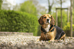 liegender Beagle-Mischling