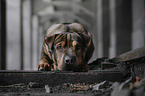 liegender Shar-Pei-Mischling