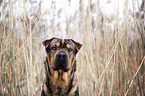 Shar-Pei-Mischling Portrait