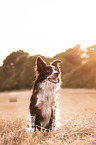 sitzender Border-Collie-Mischling