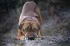 stehender Shar-Pei-Mischling