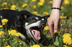 Mensch mit Jack-Russell-Terrier-Mischling