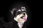 Schnauzer-Yorkshire-Terrier-Mischling Portrait