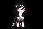 stehender Schnauzer-Yorkshire-Terrier-Mischling