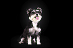 stehender Schnauzer-Yorkshire-Terrier-Mischling