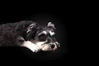 liegender Schnauzer-Yorkshire-Terrier-Mischling