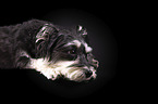 liegender Schnauzer-Yorkshire-Terrier-Mischling
