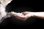 Mensch mit Schnauzer-Yorkshire-Terrier-Mischling