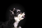Schnauzer-Yorkshire-Terrier-Mischling Portrait