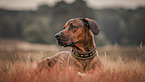 liegender Rhodesian-Ridgeback-Mischling