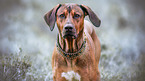 Rhodesian-Ridgeback-Mischling