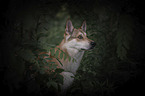 Wolfshund Portrait