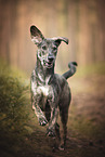 rennender Galgo-Espanol-Mischling