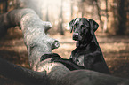 Labrador-Retriever-Mischling