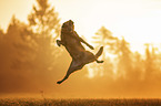 springender Schferhund-Mischling