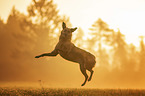 springender Schferhund-Mischling