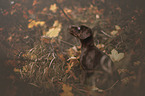 Dobermann-Labrador-Retriever-Mischling
