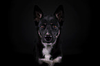 Siberian-Husky-Schferhund-Mischling Portrait