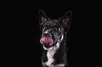 Siberian-Husky-Schferhund-Mischling Portrait