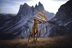 stehender Podenco-Mischling