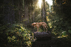 stehender Podenco-Mischling