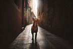 stehender Podenco-Mischling