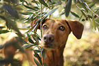 Podenco-Mischling Portrait