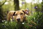 Podenco-Mischling