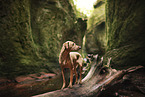 stehender Podenco-Mischling