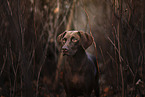 Weimaraner-Mischling Portrait