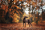 stehender Weimaraner-Mischling