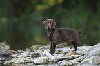 Labrador-Retriever-Magyar-Vizsla Welpe