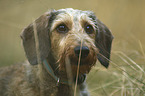 Dackel-Mischling Portrait